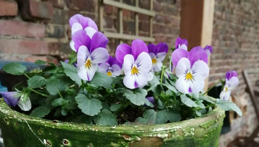 viooltjes De Langenbrinck Eerlijk Heerlijk Achterhoek